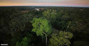 Dramacool will always be the first to have the episode so please bookmark and add us on facebook for update!!! The Amazon Rainforest