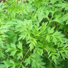 Pastinya membuatkan selera makan anda bertambah. Orang Dulu Dulu Makan Ulam Raja Untuk Kuatkan Tulang Impiana