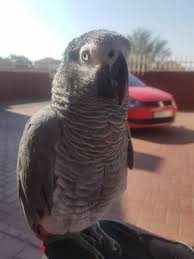 Birds Of South Africa Gauteng Lost African Grey Ormonde Johannesburg Gauteng Gp South Africa L37759 African Grey Parrot African Grey Losing A Pet