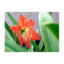 Image result for Hippeastrum sp. cultivars