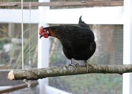 Cette pratique mangeoire pour poules est un élément de base indispensable pour la il suffit de remplir une fois le seau de cet accessoire et d'ajuster la pièce rouge qui dispense l'aliment pour que, en le retournant, plusieurs poules puissent. 4 Astuces D Amenagement Pour Vos Poules Blog Colony And Co