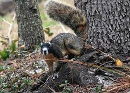 Fox Many Fox Squirrels Are Nearly The Size Of Wild Rabbits About 3 Times Larger Than A Normal Eastern Grey Squ Fox Squirrel Squirrel Eastern Gray Squirrel