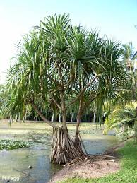 Image result for Pandanus sp. A