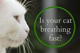 We take a detailed look at what makes cats nervous, and how to give them back their confidence. My Cat Is Breathing Fast What Should I Do Fluffy Kitty