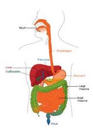 Read the descriptions of the large organs, as well as those of the small organs on the next tab. Digestive System