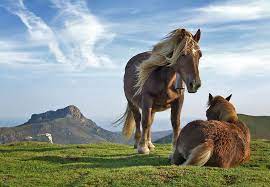 Coloriage de poulain lovely 58 best coloriage chevaux images on pinterest | coloriage today. Cheval Vikidia L Encyclopedie Des 8 13 Ans