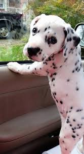 6 Week Old Dalmatian Puppy Dalmatian Puppy Cute Baby Animals Animals