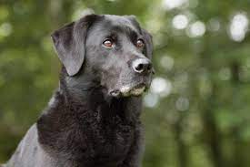 43 Labrador Mixed Breeds With Pictures