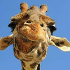 Cute baby animals animals and pets funny animals wild animals farm animals giraffe pictures animal pictures animal facts for kids interesting animals. Giraffe Cute Tallguy Tarongazoo Spots Animal Saturdays Outing Blueskies Godscreatures Funny Funny Animal Faces Cute Giraffe Giraffe Pictures