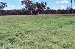 Image result for Digitaria milanjiana