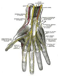 Image result for Hand Anatomy