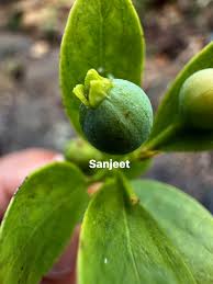 Image result for Blepharispermum