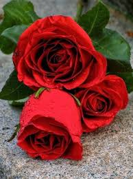 Pin By Princess Bubu Bubu On Love Red Roses Flower Background Images Rose Flower Wallpaper Flowers