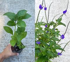 Image result for Stachytarpheta urticifolia