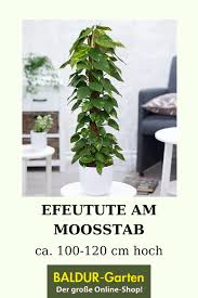 Efeutute Am Moosstab Ca 100 Cm Hoch 1a Zimmerpflanzen Online Kaufen Baldur Garten In 2020 Zimmerpflanzen Efeutute Tropische Zimmerpflanzen