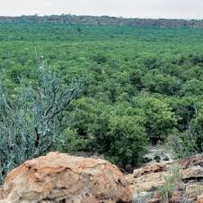Image result for Acacia tenuispina