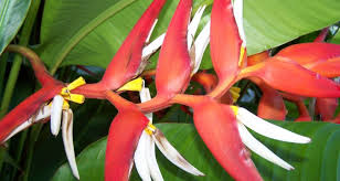 $750k 5d 14h 42m 35s : Let S Talk Heliconia Greenhouse Product News