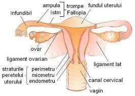Tractul reproductiv feminin permite femeilor să se reproducă. Aparatul Reproducator Feminin