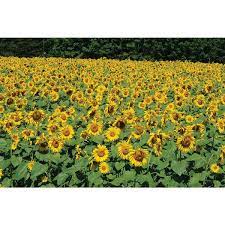 Biji bunga matahari yang digunakan adalah biji bunga matahari jenis hopi black dye atau royal hybrid. Jual Benih Matahari Royal Hybrid 1121 Sunflower F1 Sunflower Seed Di Lapak Agrobenih Bukalapak