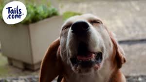 Switched to natural flea treatments. Reverse Sneezing In Dogs The Inside Scoop