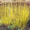 Noted for its colorful stems and twigs in winter, bloodtwig dogwood 'midwinter fire' (cornus sanguinea) is a hard plant to beat for a colorful show in the winter garden. Https Encrypted Tbn0 Gstatic Com Images Q Tbn And9gcs9gm Dofavcirqfpxl77uk0caafyjhf Qzub5e0ktppblgh8nq Usqp Cau