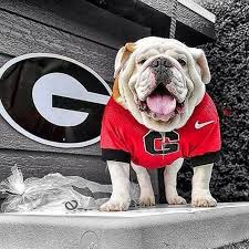 In Uga We Trust Georgia Bulldog Mascot Georgia Bulldogs Football Georgia Dawgs