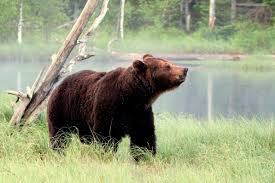 One thing latvia lacks are mountains but much of other latvian nature's treasures level it out. Bears Return To Latvia What Should You Do If You Meet One Article