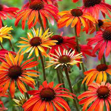 Echinacea Hot Summer Echinacea Rudbeckia By Variety Perennial Plants Echinacea Flowers Perennials Perennial Plants