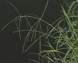 Image result for Digitaria compressa