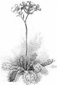Image result for Pseuderanthemum ludovicianum