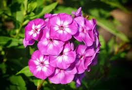 18 видео 10 521 просмотр обновлен 21 июн. 15 Perennials That Grow In Zone 8 Garden Lovers Club