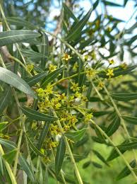 Image result for Schinopsis