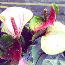 What Is Forex Market Forex Green Plants Anthurium Plants