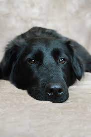 Australian Shepherd Lab Mix Black And White Pin By Aaron Farrar On Puppies Galore Dogs Black Dog Happy Dogs