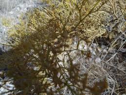 Image result for Fagonia isotricha