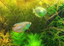 At breeding time, the male becomes vibrant and much darker than the female. Dwarf Gourami A Guide For Caring And Breeding