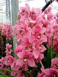 Regina Strychanyn Orchideen Orchideen Arten Orchideen Garten