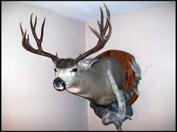 We did not find results for: Mule Deer Mount Pictures