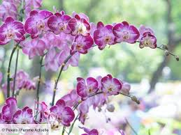 See full list on thespruce.com 2021 My Orchid Is Fading How To Make It Bloom Again Every Time Femme Actuelle Le Mag