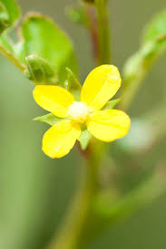 Image result for Lippia abyssinica