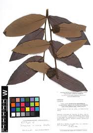 Image result for Diospyros sp. no. 1 sensu FZ