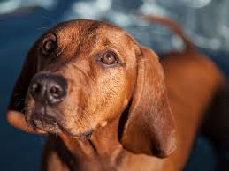 Puppyfinder.com is secure, simple and efficient way to find a puppy, sell a puppy or addopt browse thru thousands of redbone coonhound dogs for adoption near in usa area, listed by dog rescue. Redbone Coonhound Full Profile History And Care