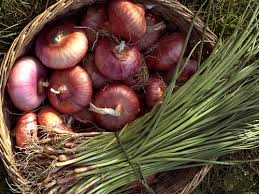 Sono ottimi con cipolle, olio e prezzemolo. Articolo1