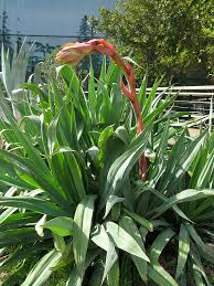 Image result for Beschorneria yuccoides