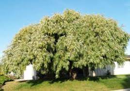 California walnut (juglans californica) is a deciduous tree that's not too tall but provides great shade. Trees For Southern California By Walter Andersen