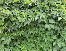 Image result for Parthenocissus