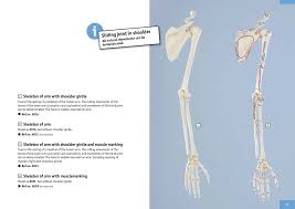 This article breaks down this big topic to help you understand and remember easier. Anatomy Katalog Daumenkino Seite 51 100 Pubhtml5