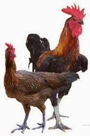 Ayam Pelung Ternak Ayam Ayam Peternakan