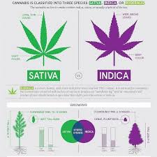 Cbd Vs Indica Vs Sativa Sativa Vs Indica Thc Vs Cbd And