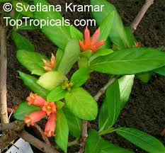 Image result for Pomaria burchellii